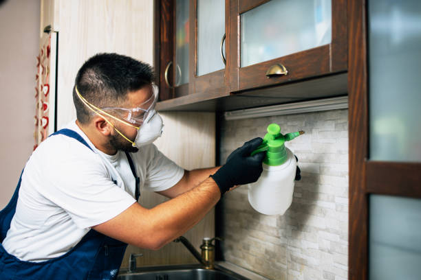 Flea Control Services in Chicago Heights, IL