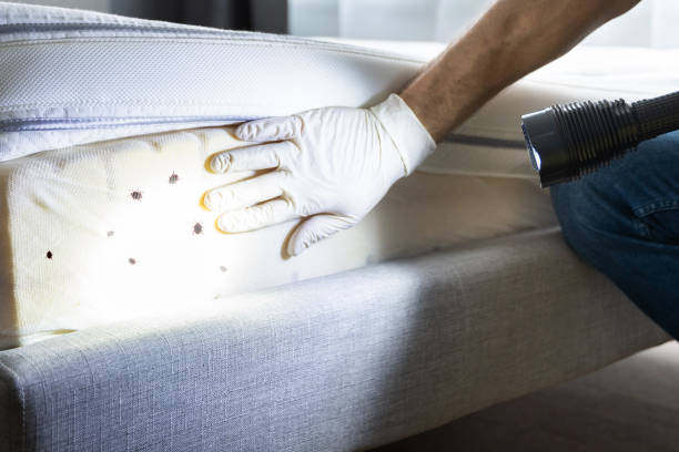 Best Residential Pest Control  in Chicago Heights, IL