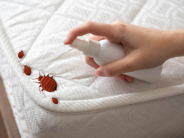 Best Pest Removal Services  in Chicago Heights, IL