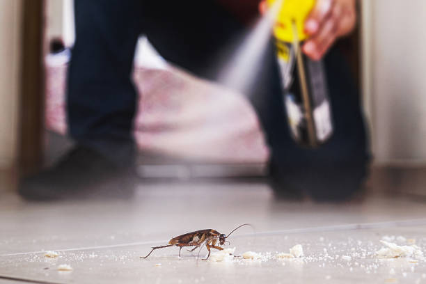 Best Pest Prevention Services  in Chicago Heights, IL