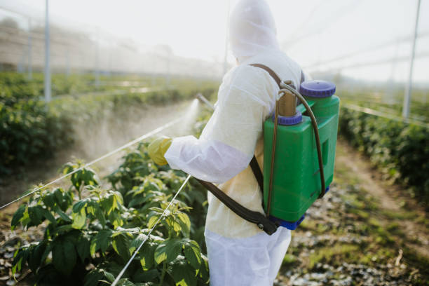 Best Flea Control Services  in Chicago Heights, IL